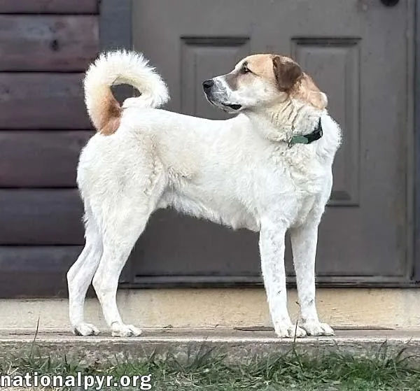 Buster In Va  thumbnail 3