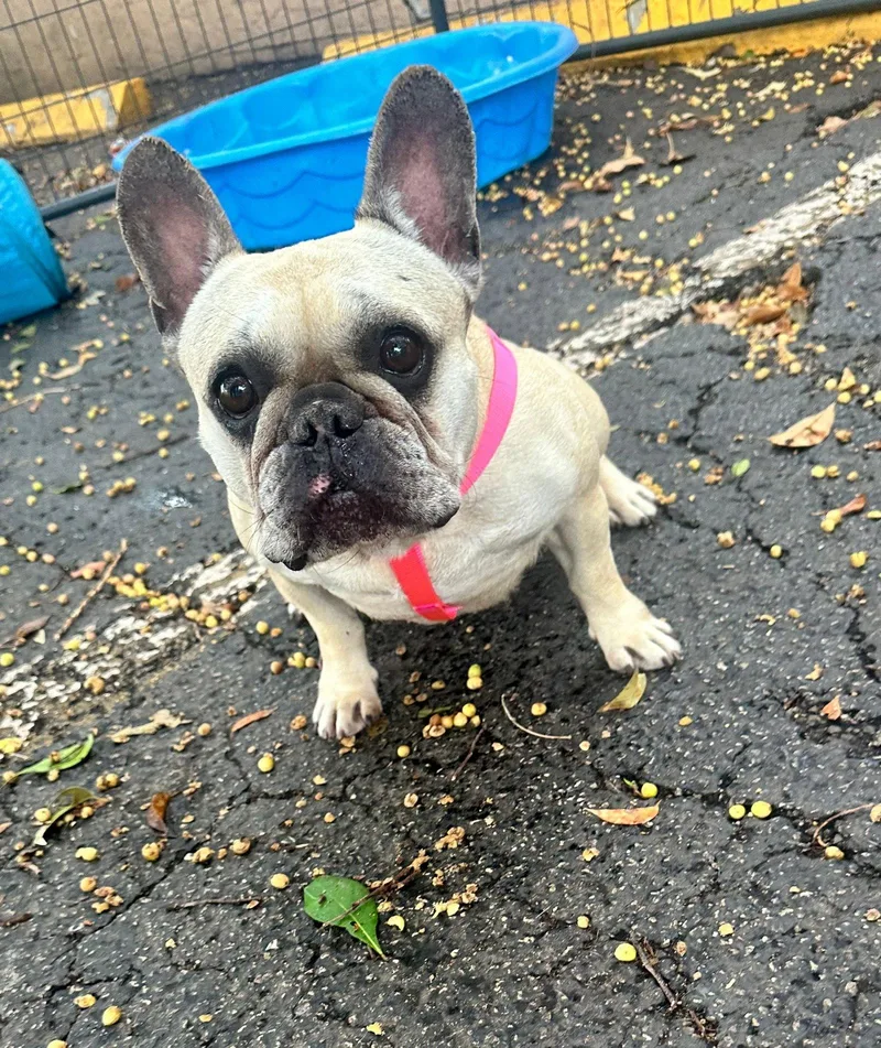 Scarlet