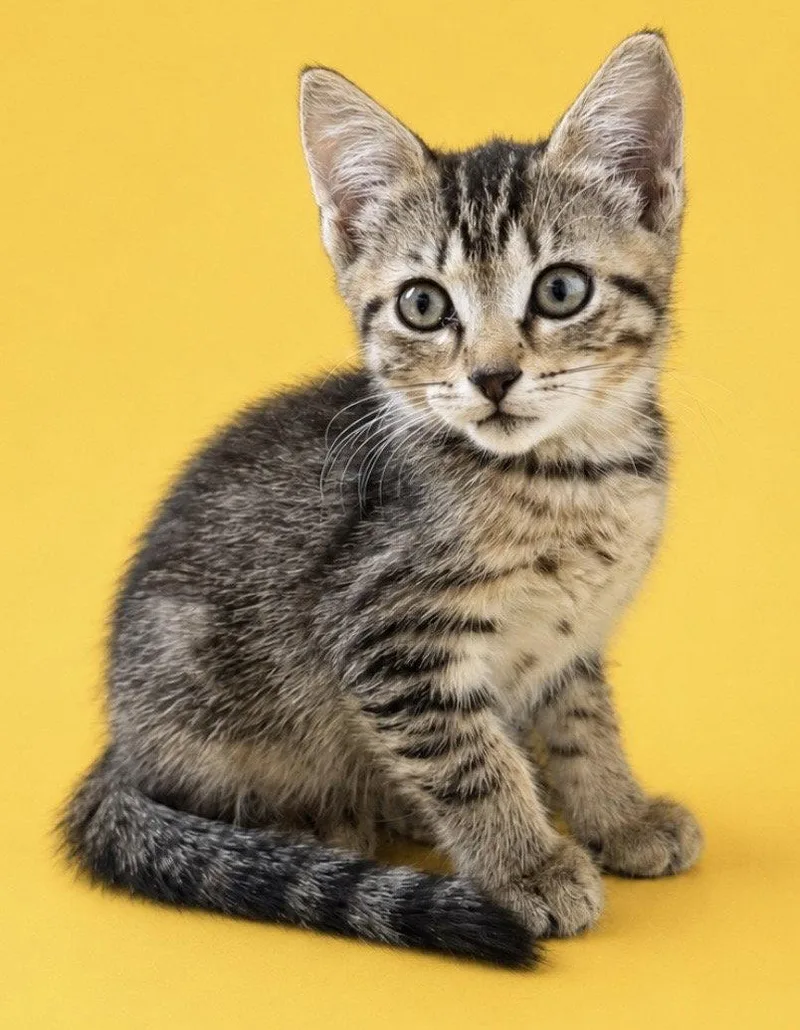 A baby medium-sized female Domestic Short Hair cat named Alice for adoption in Oviedo, FL