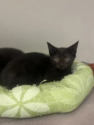 A baby small-sized female Domestic Short Hair cat named Andromeda for adoption in Fishers, IN