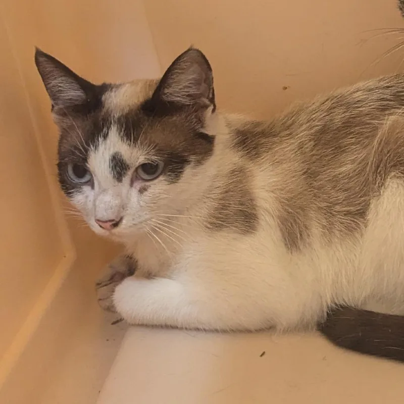 An adult medium-sized female Brown / Chocolate Domestic Short Hair cat named Secret Password for adoption in Charlottesville, VA