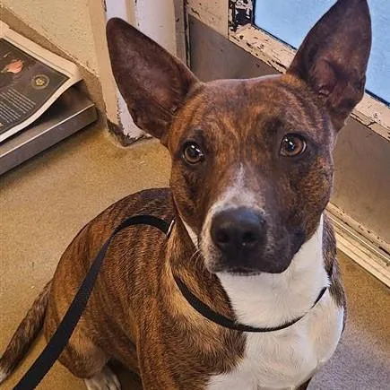 A young medium-sized female American Staffordshire Terrier dog named Star for adoption in San Antonio, TX