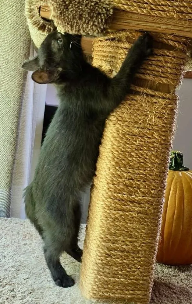 A baby small-sized female Domestic Short Hair cat named Christina for adoption in Chicago, IL
