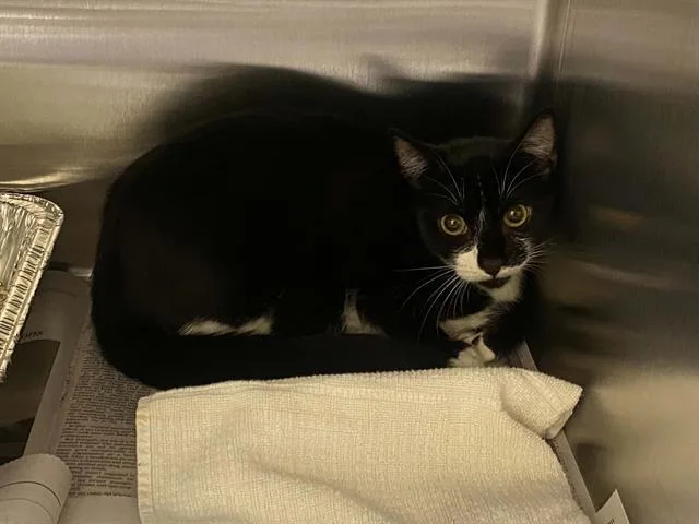A young medium-sized female Domestic Long Hair cat named Serena for adoption in Tustin, CA