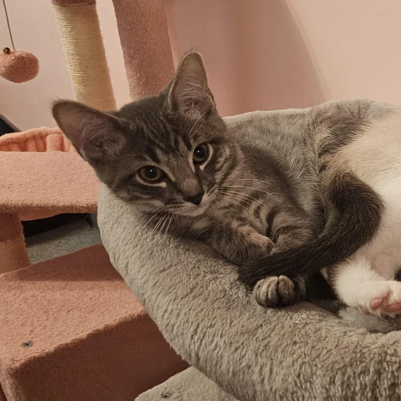 A baby small-sized male Gray / Blue / Silver Domestic Short Hair cat named Thunder for adoption in FAIRWAY, KS