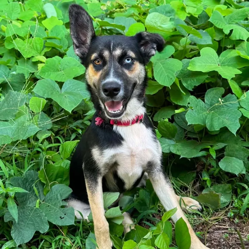 A baby medium-sized female Black German Shepherd Dog dog named Selma for adoption in Cedarburg, WI
