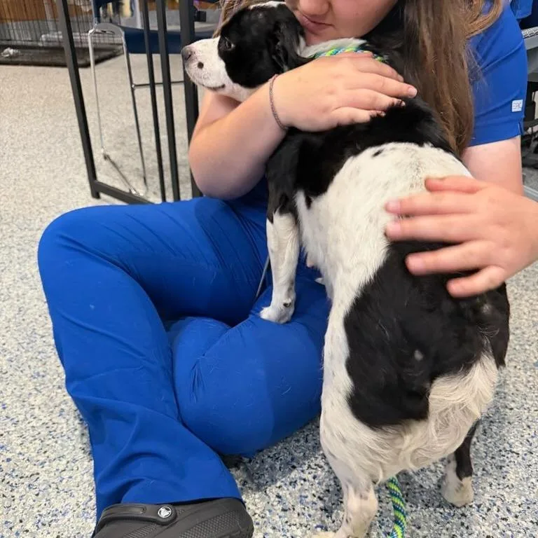 An adult small-sized female White / Cream Border Collie dog named Mischief for adoption in Rockville, MD