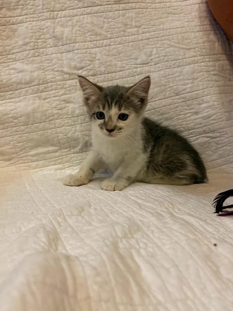A baby medium-sized female Tabby (Gray / Blue / Silver) Domestic Short Hair cat named Furby for adoption in Maitland, FL
