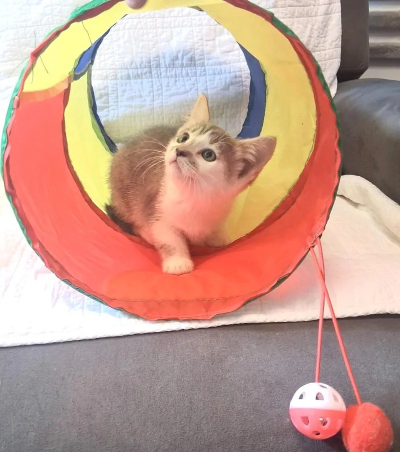 Furby thumbnail 2
