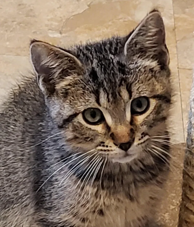 A baby medium-sized male Domestic Short Hair cat named Robbie for adoption in Shawnee, KS