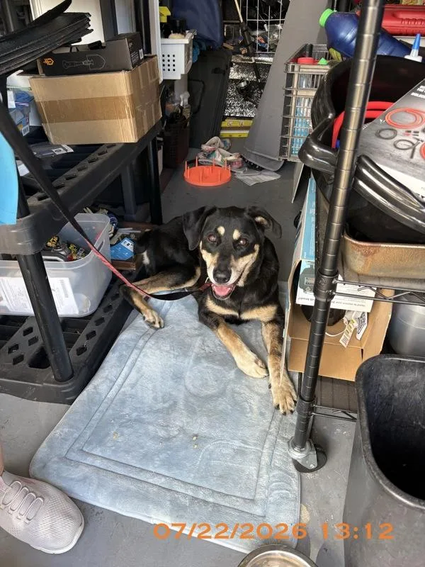 An adult large-sized female Mixed Breed dog named Rita for adoption in Melbourne, FL