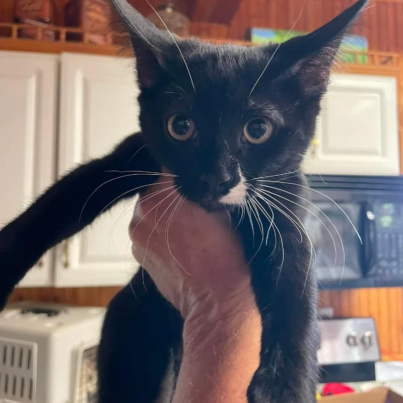 A baby small-sized male Black Domestic Short Hair cat named Paul for adoption in Hemet, CA