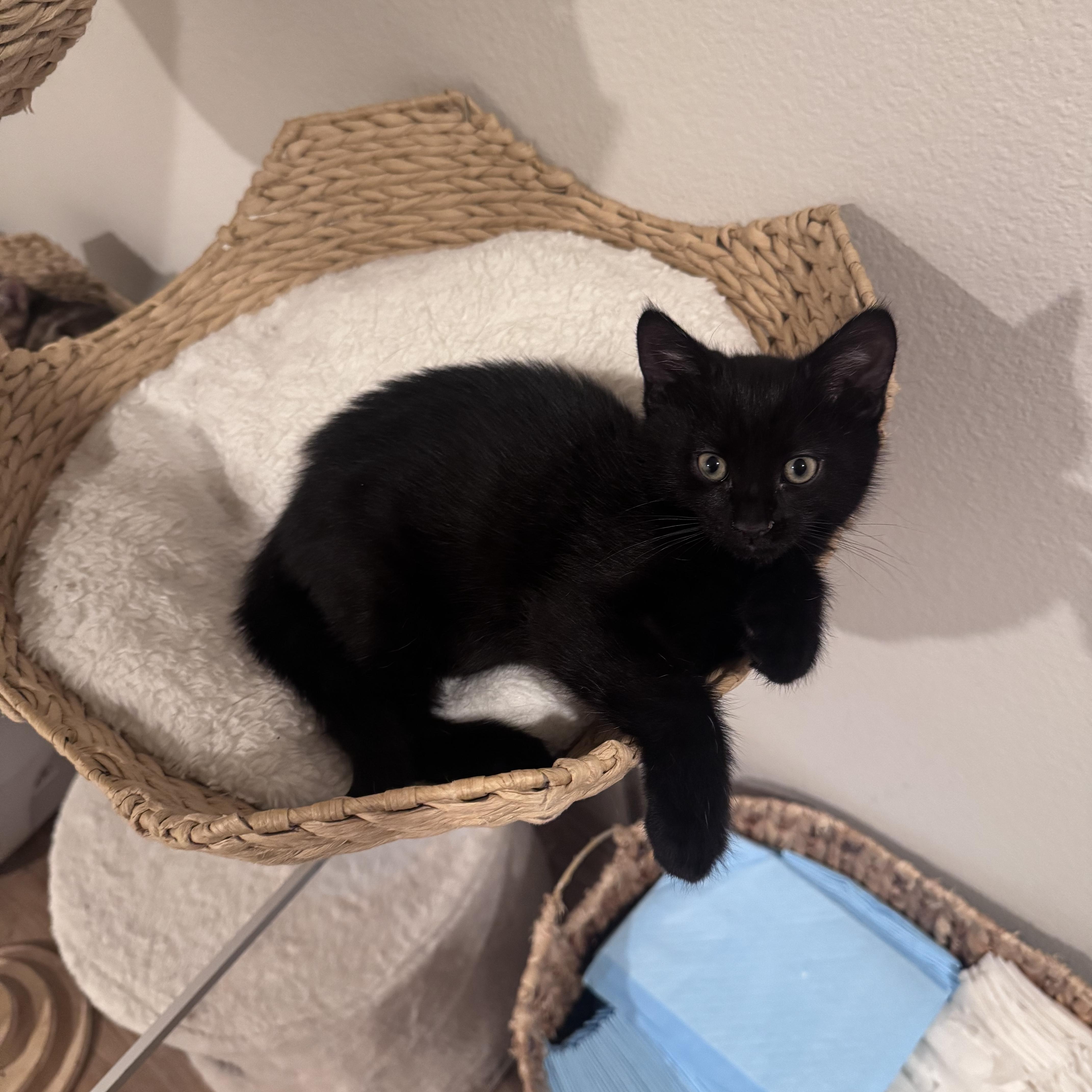 A baby small-sized male Black Bombay cat named Charles for adoption in San Diego, CA