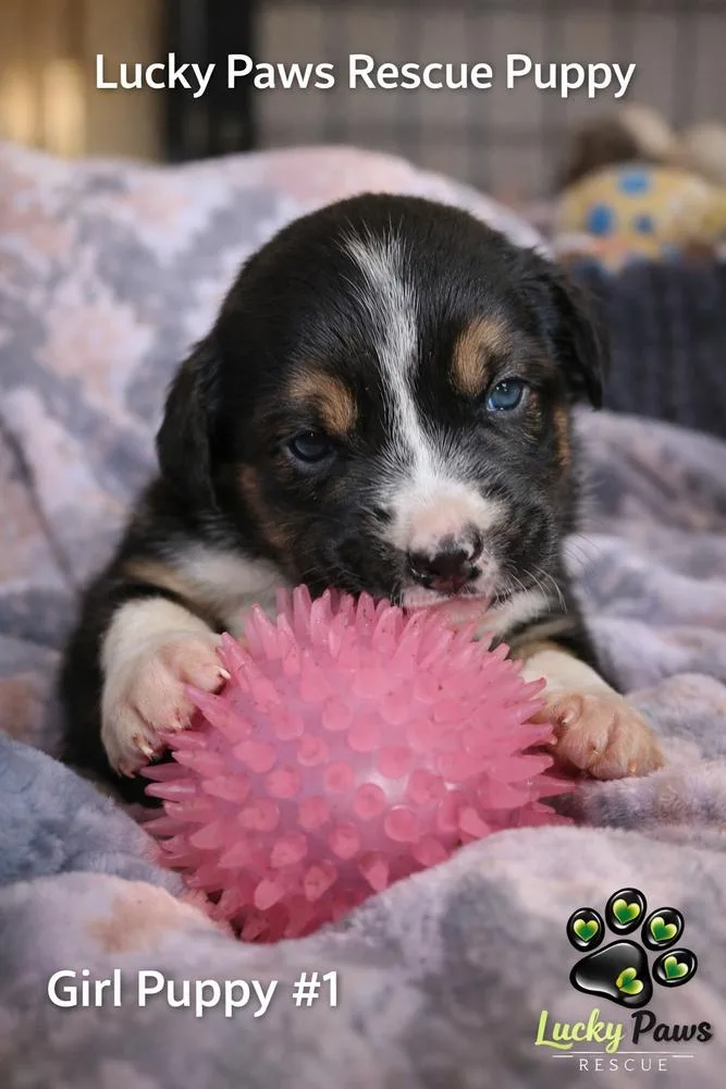 Spring Litter: May thumbnail 3