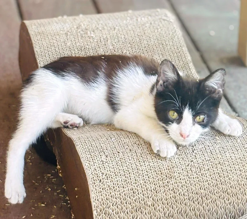 A baby medium-sized male Black & White / Tuxedo Domestic Short Hair cat named Marshall for adoption in Oakland, CA