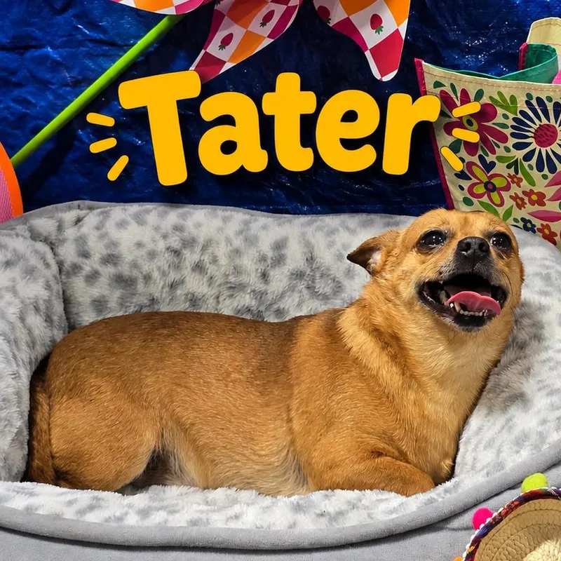 An adult small-sized male Brown / Chocolate Chihuahua dog named Tater for adoption in Columbia Station, OH