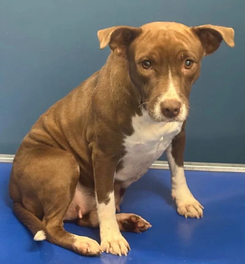 A young medium-sized female Mixed Breed dog named Alexa for adoption in Henderson, NC