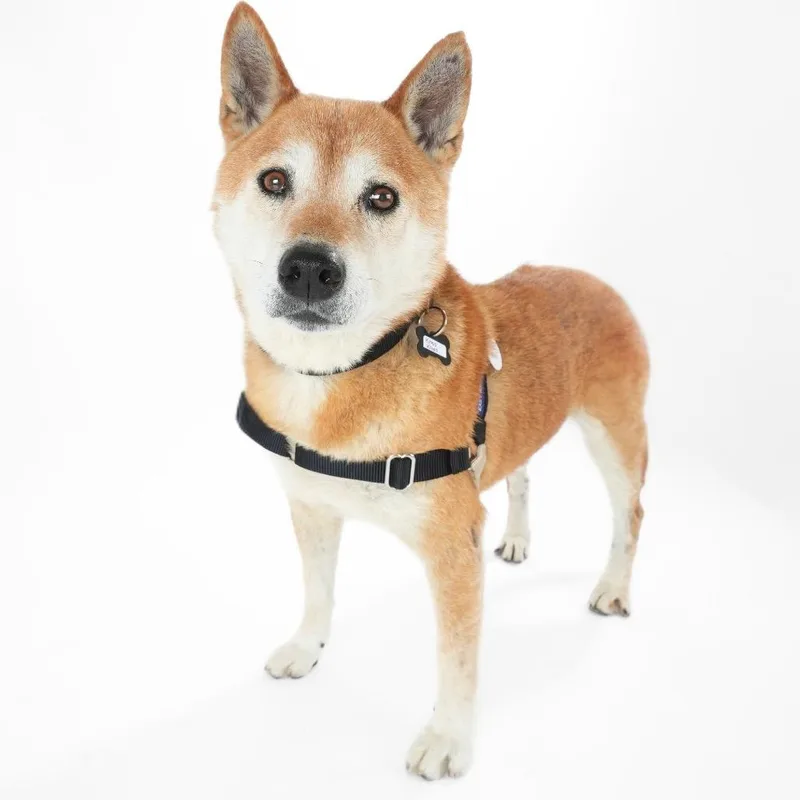 A senior medium-sized male Shiba Inu dog named Kriss Kross for adoption in San Francisco, CA