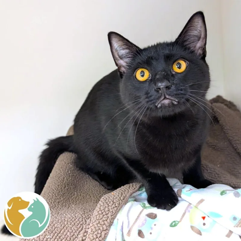 A young medium-sized male Black Domestic Short Hair cat named Nova for adoption in Toledo, OH