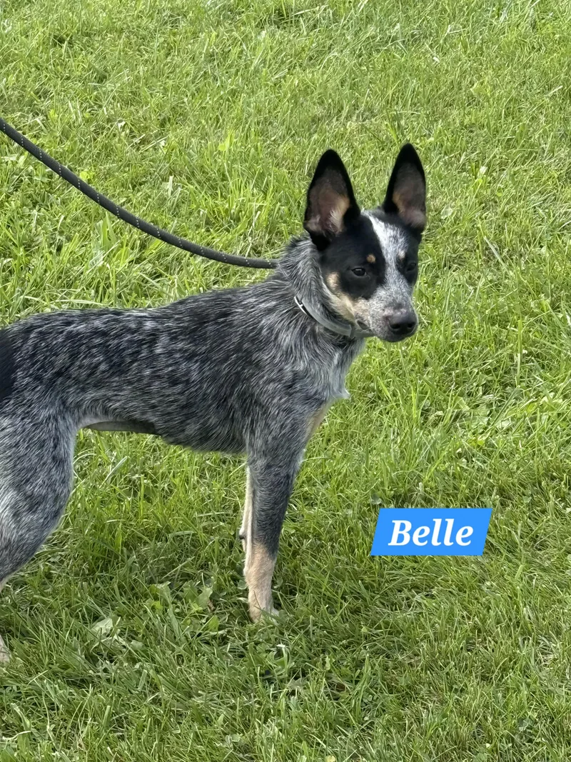 A baby small-sized female Cattle Dog dog named Belle for adoption in Joliet, IL
