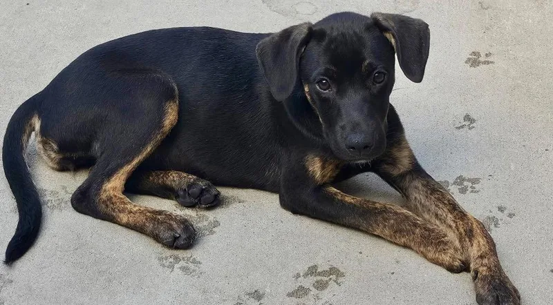 A baby medium-sized female Cattle Dog dog named Bliblies for adoption in Fort Lupton, CO