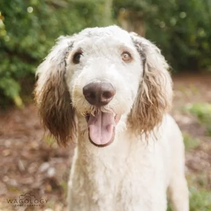 An adult medium-sized male Standard Poodle dog named Leo for adoption in Largo, FL
