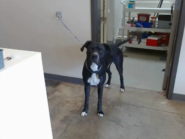 A young large-sized male Great Dane dog named Boogie for adoption in Ontario, CA