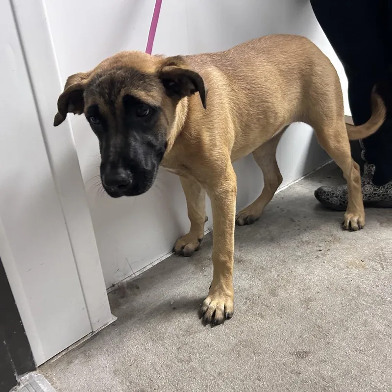 A young medium-sized female Brown / Chocolate Mixed Breed dog named Skittle for adoption in Mount Gilead, NC