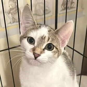 A baby medium-sized female Tabby (Brown / Chocolate) Domestic Short Hair cat named Mystic for adoption in Colonia, NJ