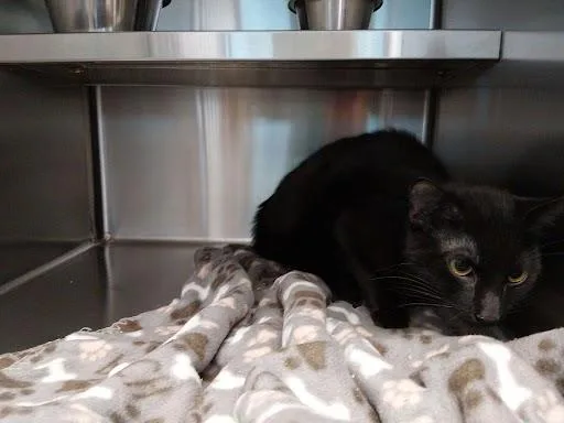 A baby medium-sized male Black Domestic Medium Hair cat named Pine for adoption in Liberty, MO