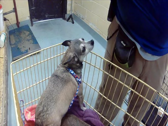 An adult small-sized male Chihuahua dog named Glade for adoption in Tulsa, OK