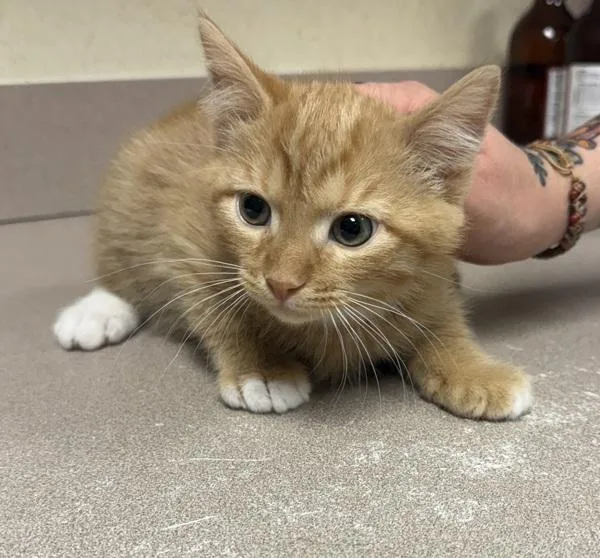 A baby small-sized male Domestic Short Hair cat named Vetch for adoption in Salisbury, MD