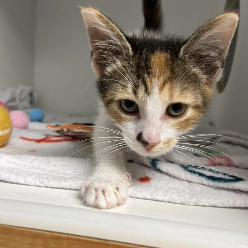 A baby small-sized female Calico Domestic Short Hair cat named Rose for adoption in Uniontown, PA