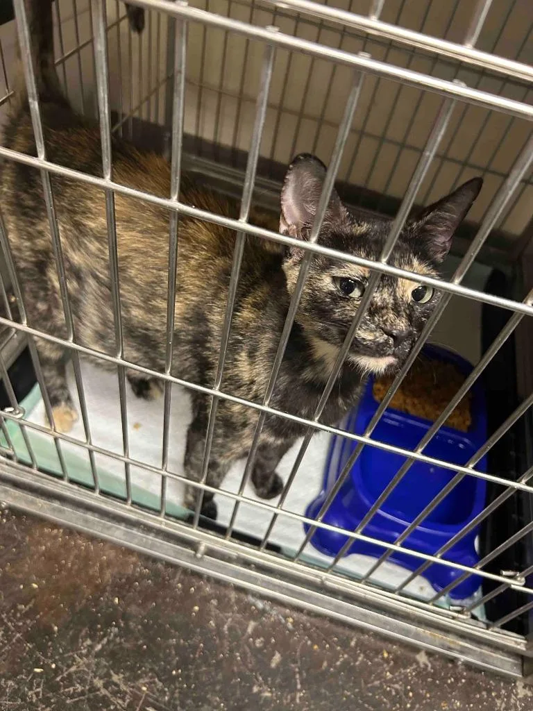 A young small-sized female American Shorthair cat named Piggy for adoption in Glen Rose, TX