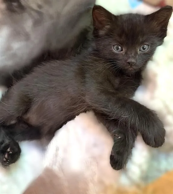 A baby small-sized female Domestic Short Hair cat named Little Void for adoption in Sacramento, CA