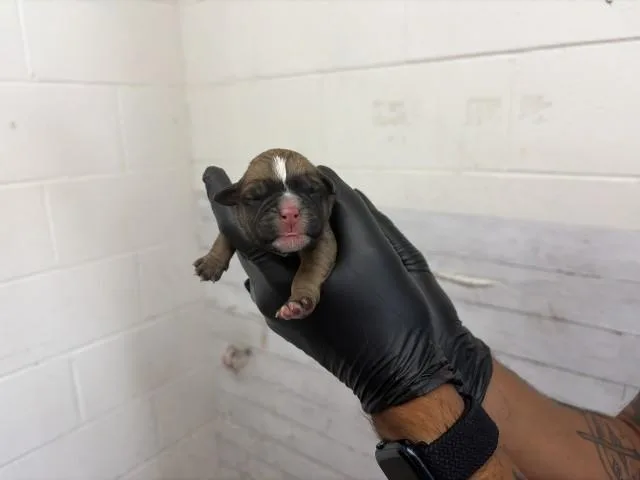 A baby medium-sized male Pit Bull Terrier dog named Briony for adoption in San Bernardino, CA