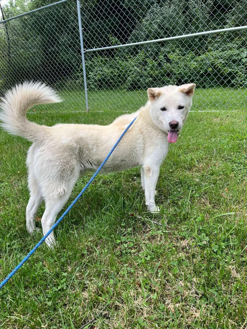 A senior large-sized male Jindo dog named Happy for adoption in Front Royal, VA