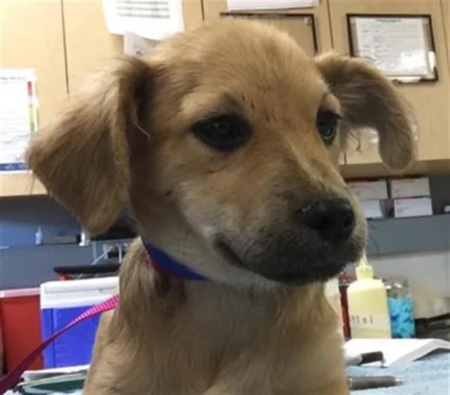 A baby small-sized male Chihuahua dog named Chewy for adoption in Riverside, CA