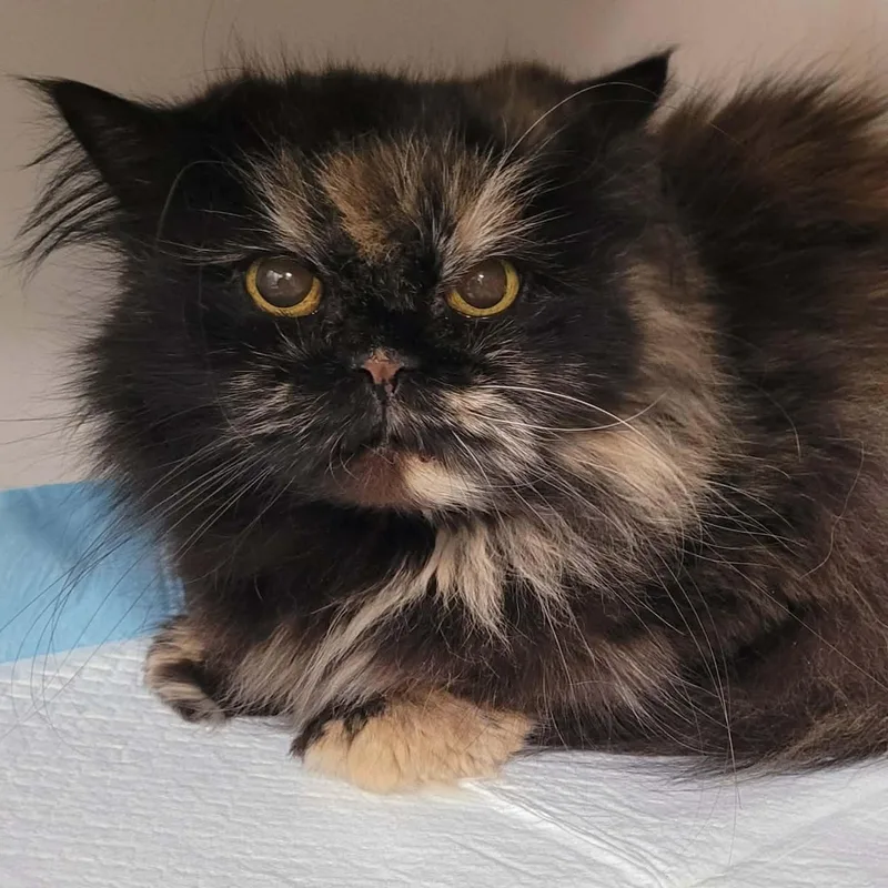 Penny The Beautiful Persian!