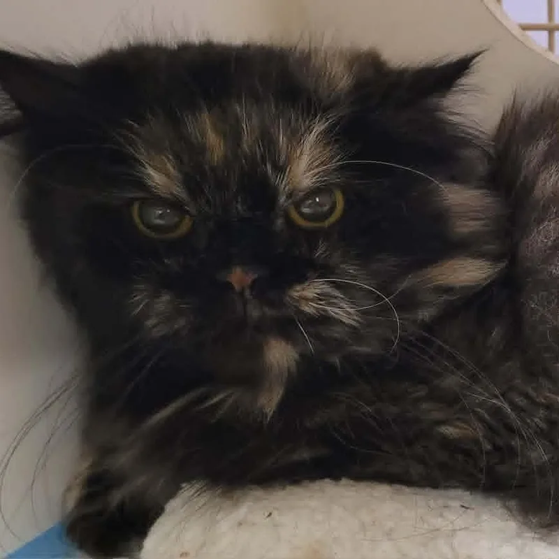 Penny The Beautiful Persian! thumbnail 2