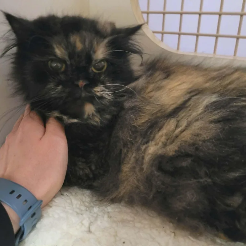 Penny The Beautiful Persian! thumbnail 3