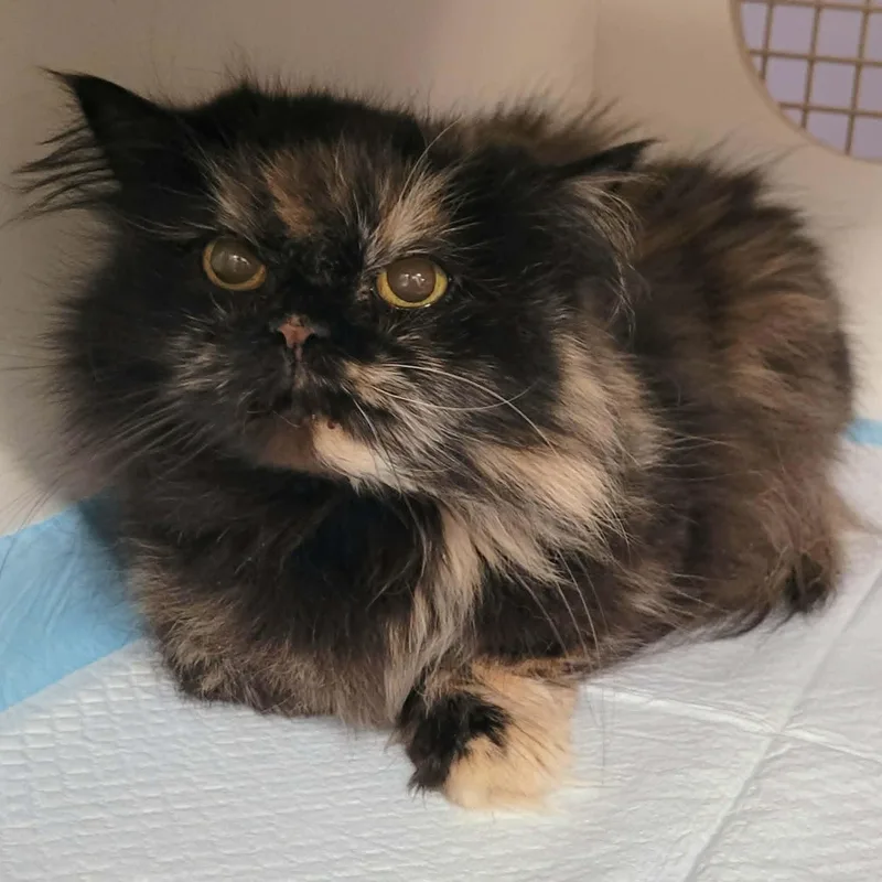 Penny The Beautiful Persian! thumbnail 4