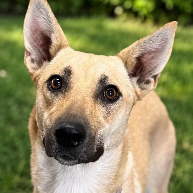 A young medium-sized female Mixed Breed dog named Rebecca for adoption in Cranston, RI