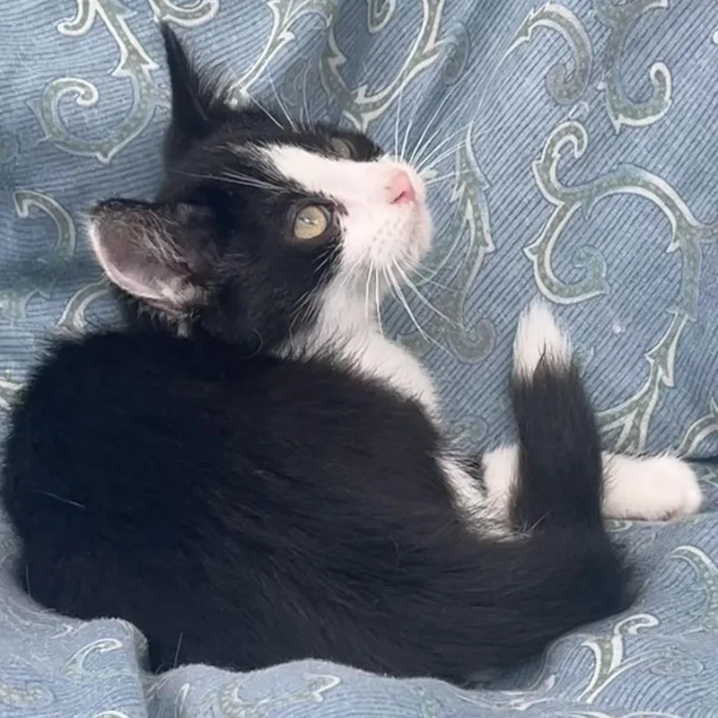 A baby small-sized male Black Domestic Short Hair cat named Cheerio for adoption in Grand Rapids, MN