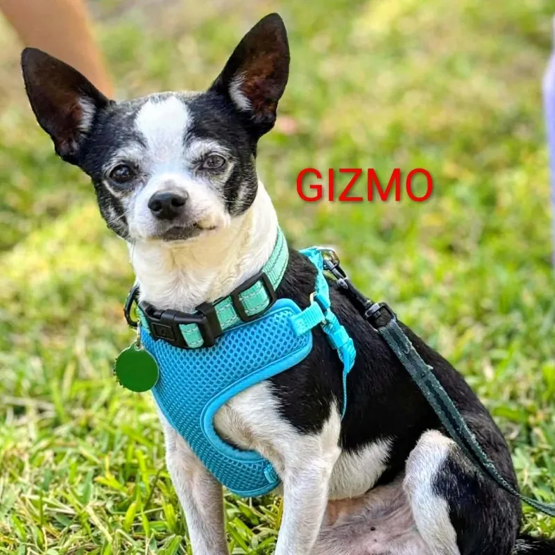 A senior small-sized male White / Cream Chihuahua dog named Gizmo for adoption in Fort Lauderdale, FL