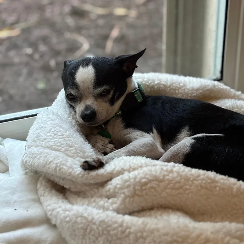 Gizmo thumbnail 2