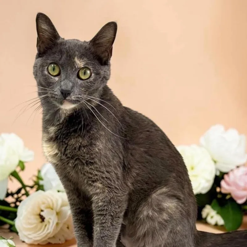 An adult medium-sized female Tortoiseshell Domestic Short Hair cat named Kaye for adoption in Bentonville, AR