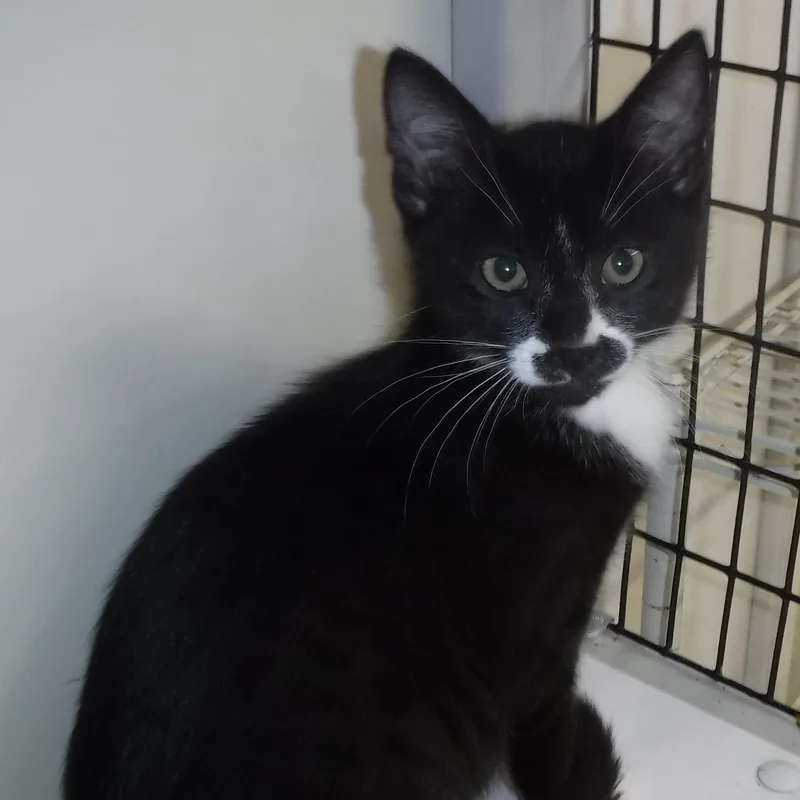Bobo  So Cute thumbnail 2