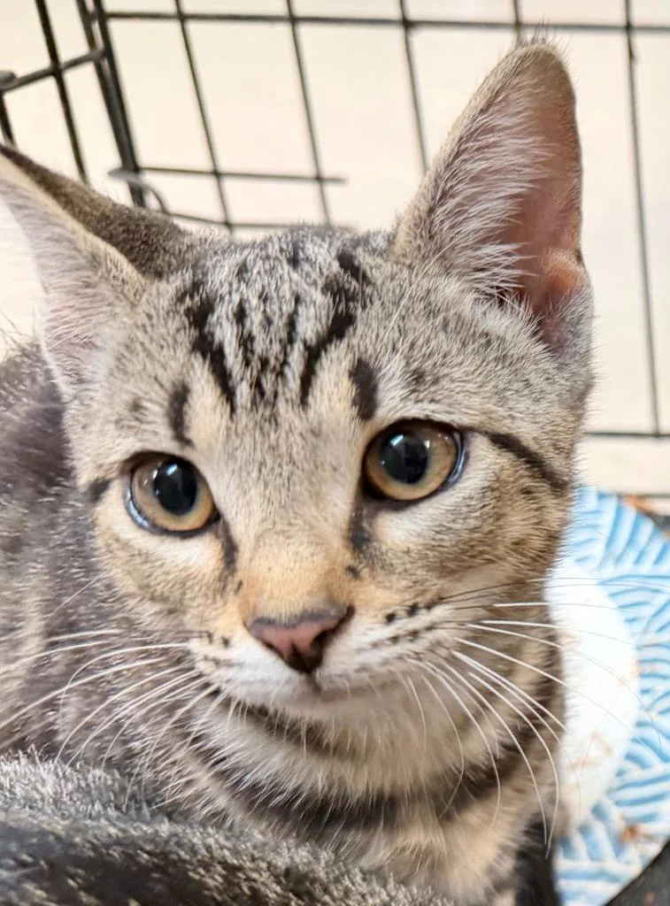 A baby medium-sized female Domestic Short Hair cat named Windsor for adoption in Burnsville, NC