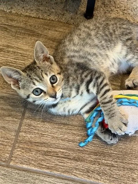 A baby small-sized female Domestic Short Hair cat named Baby Blue for adoption in Statesville, NC